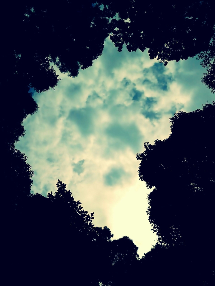 the trees and the sky