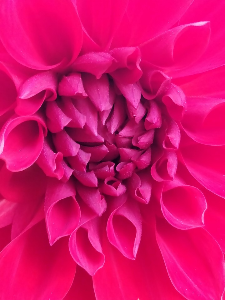 Flower for holi...