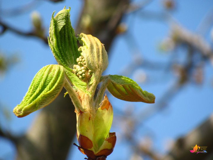 Chestnut blossom