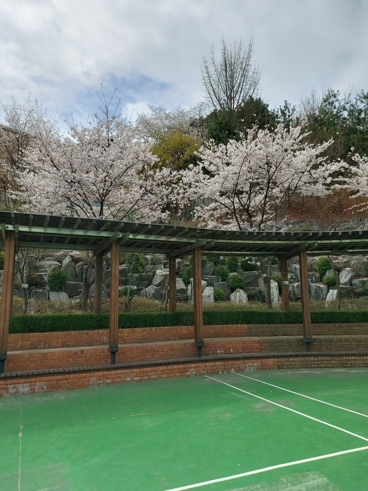 벗꽃 핀 모습