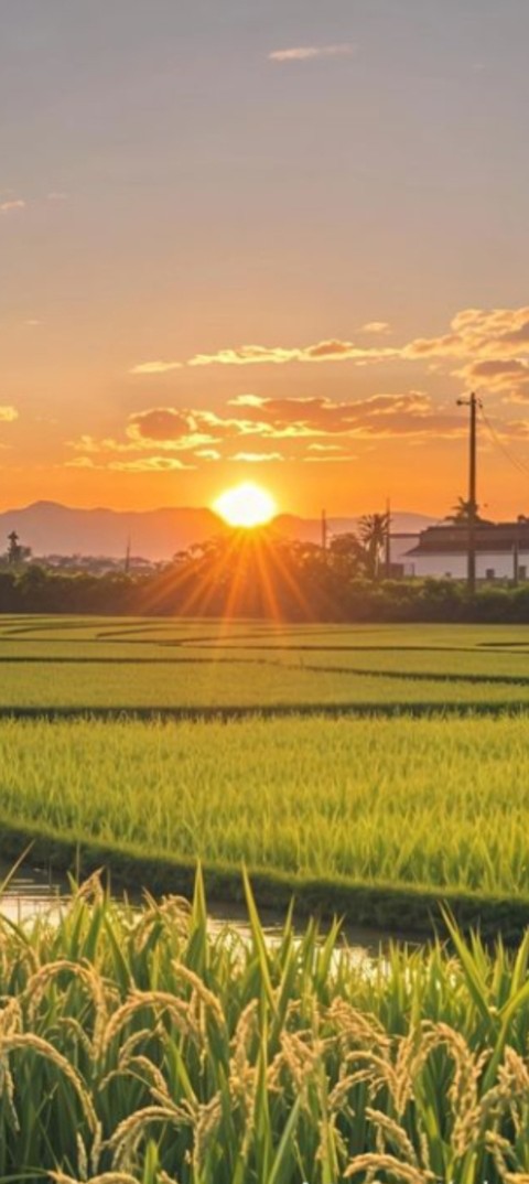 обои afterglow, agriculture