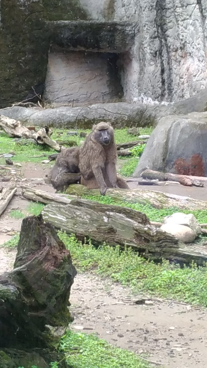 monkey 