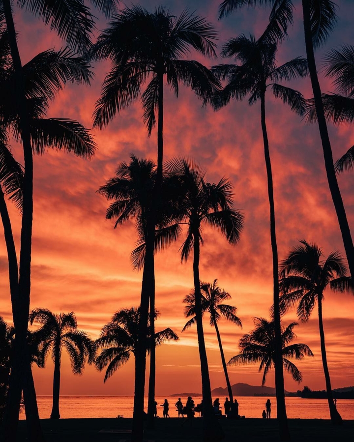 Palms in sunset.