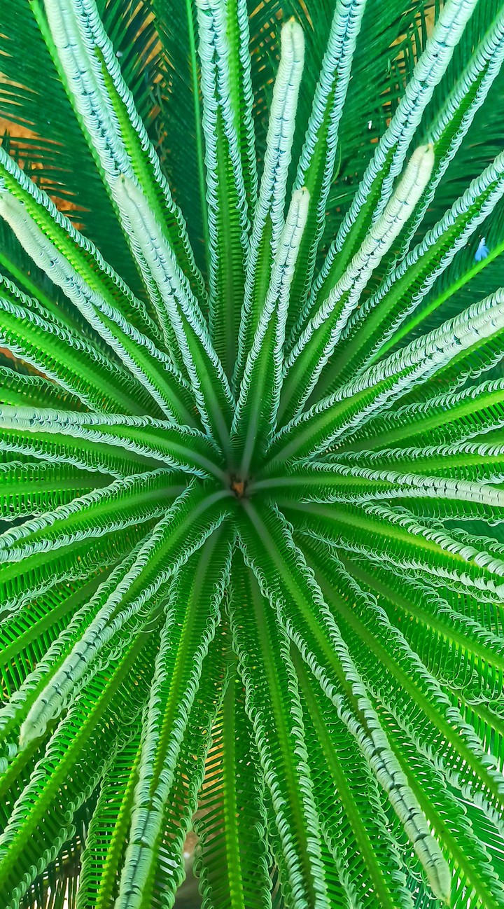 looking fresh and greeny