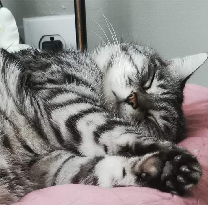chat tigré cute