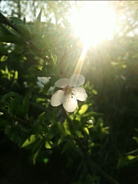 not perfect, but such a warm spring photo