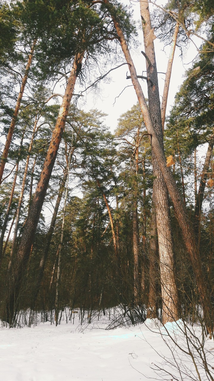 Могучий лес