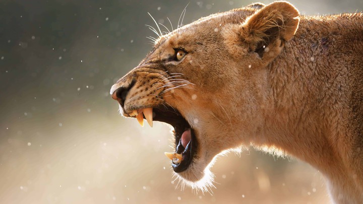 Roar of the lion...