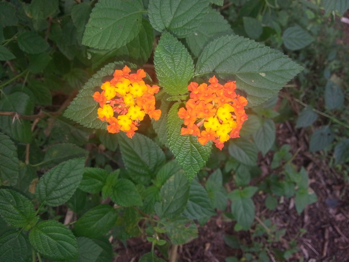 orange and yellow flower