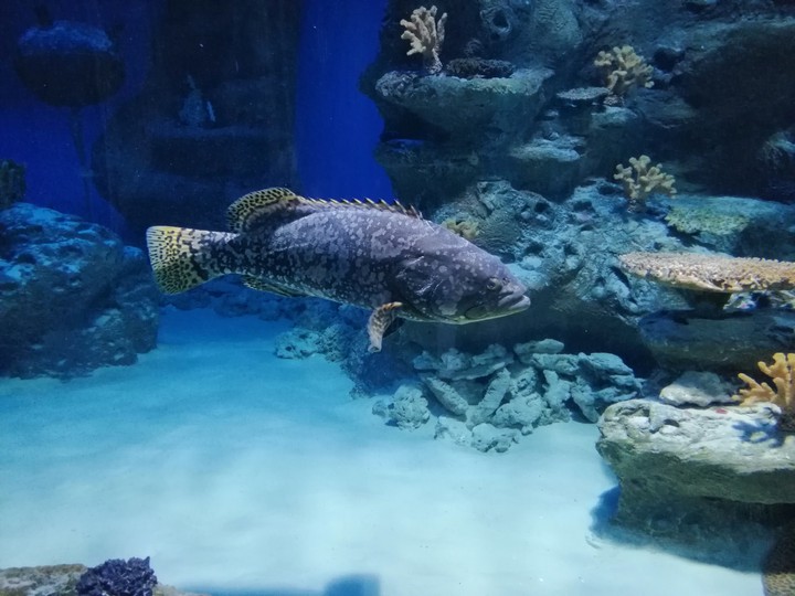 fish