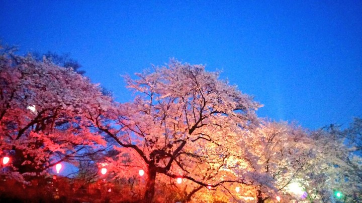 夜桜
