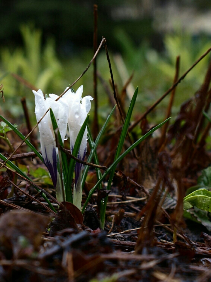 White crocuses. Moscow