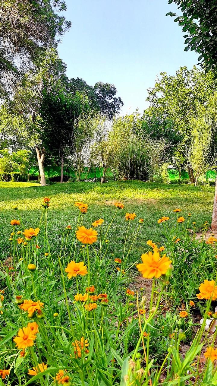 گلهای نارنجی