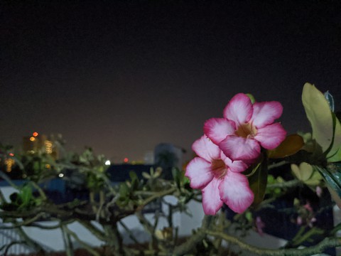 flores en la noche