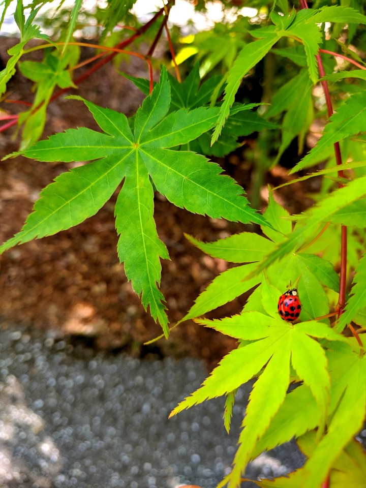Ladybug
