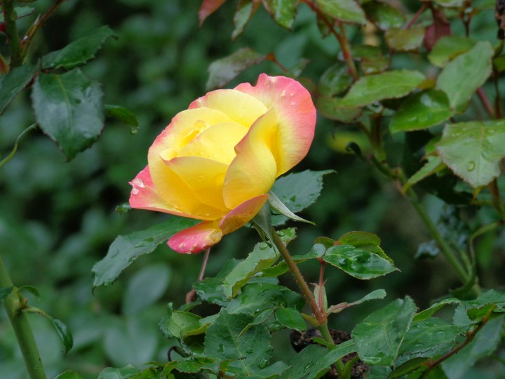 Rose with pink