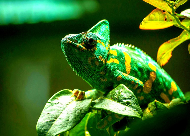 Chameleon
