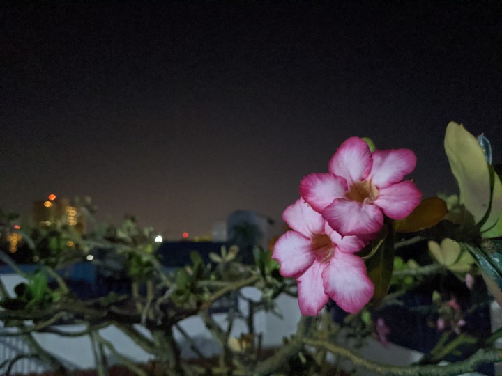 flores en la noche
