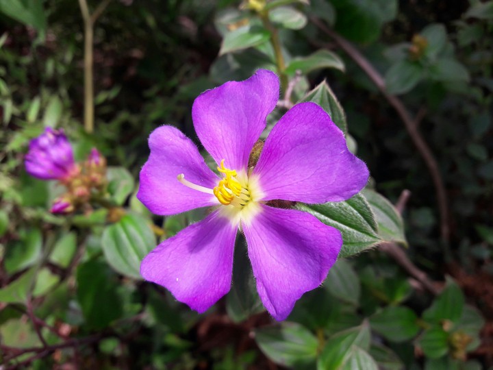 purple blush