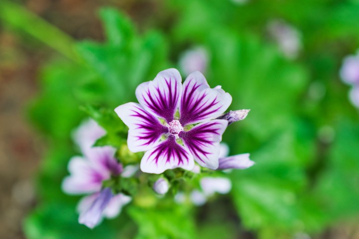 Malva Sylvestris