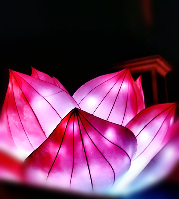 lotus