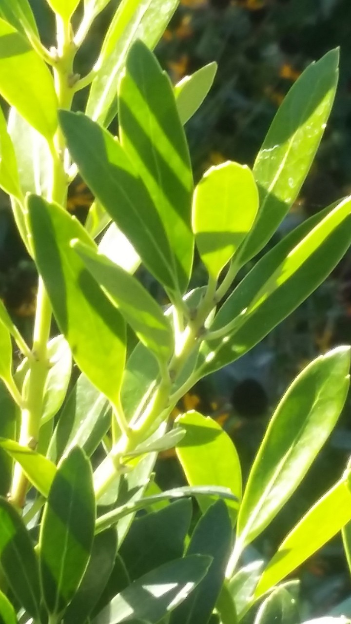leafy