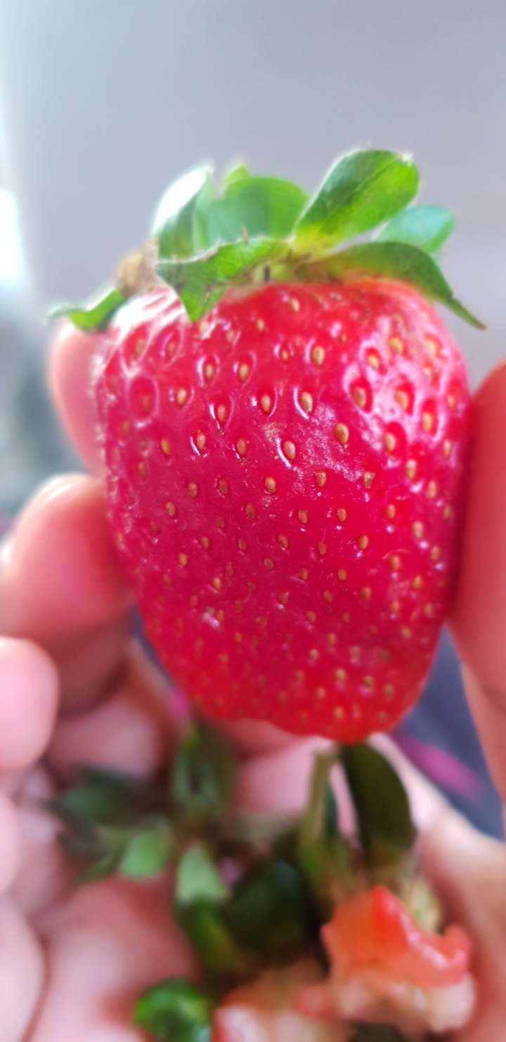 Fruit