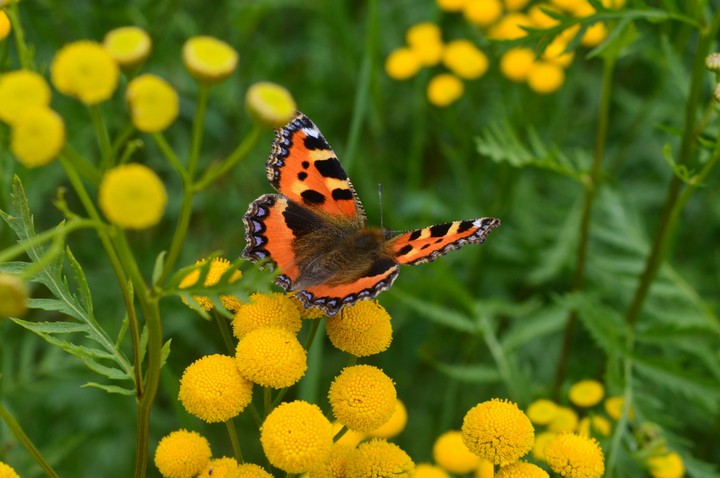 Butterfly