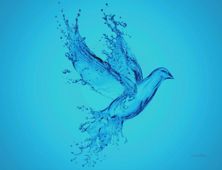 bird