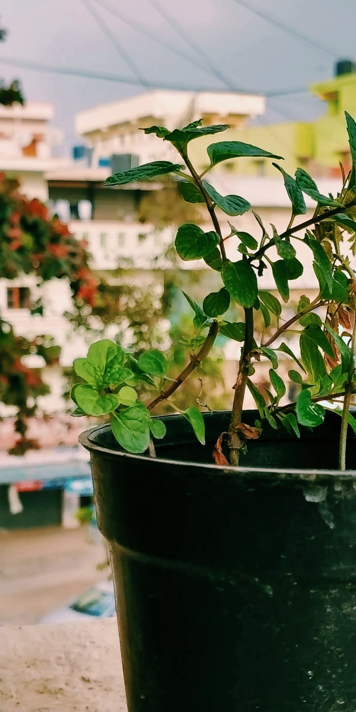 Terrace Herbs