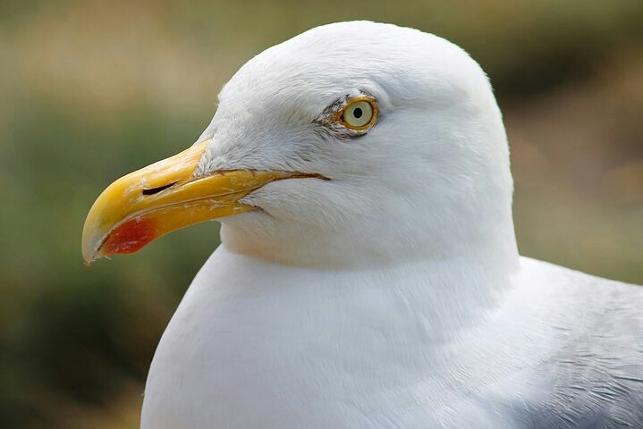 bird