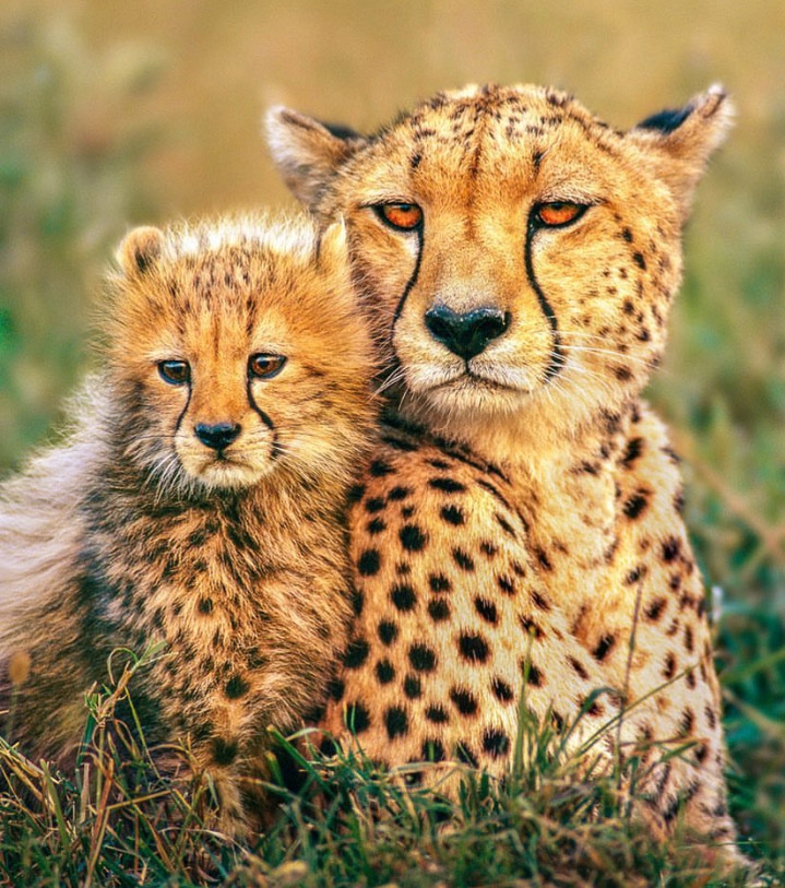 Iranian Cheetah