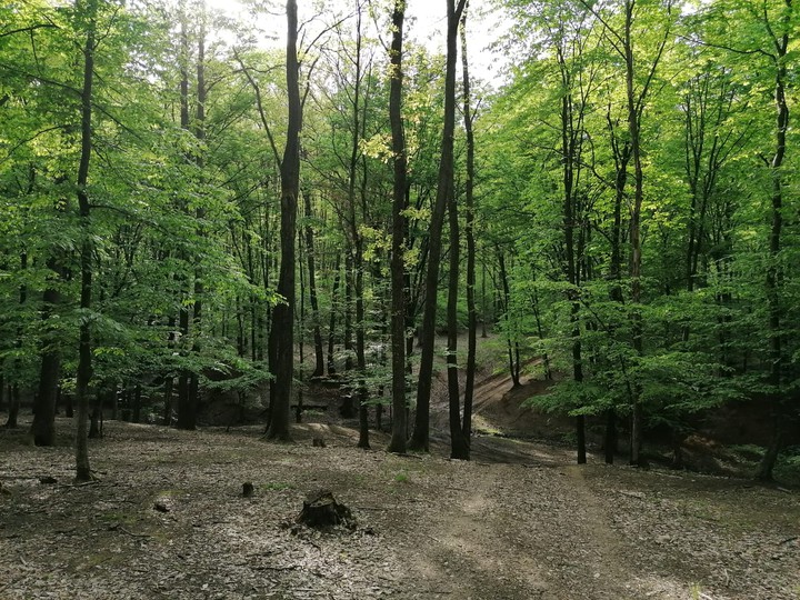 forest