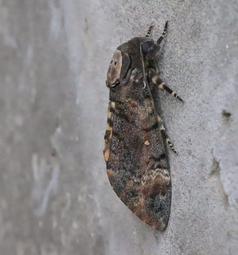 fondos de pantalla arthropod, pest