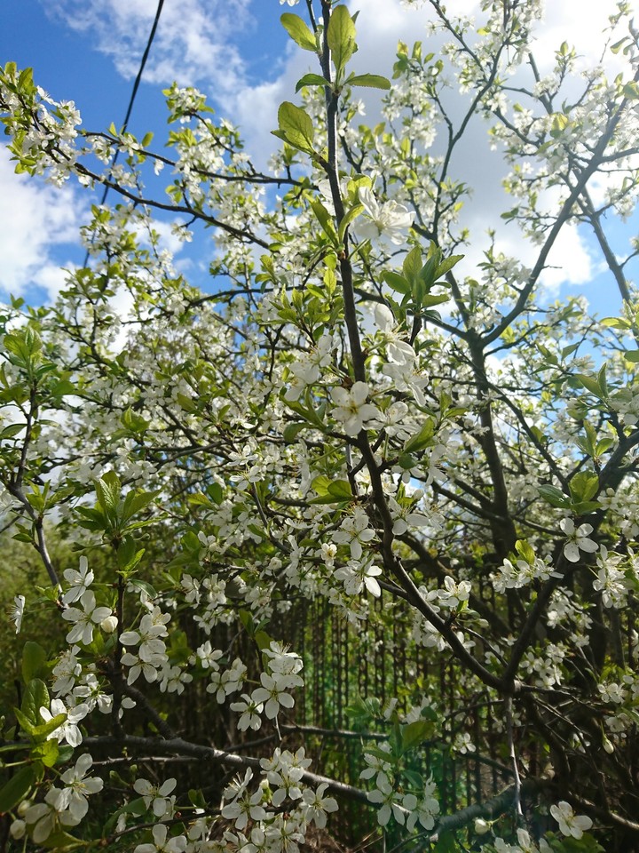 Apple tree