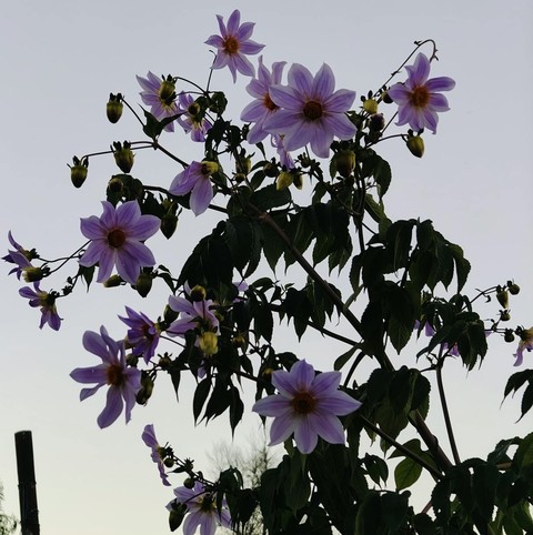 tapety flower, pericallis