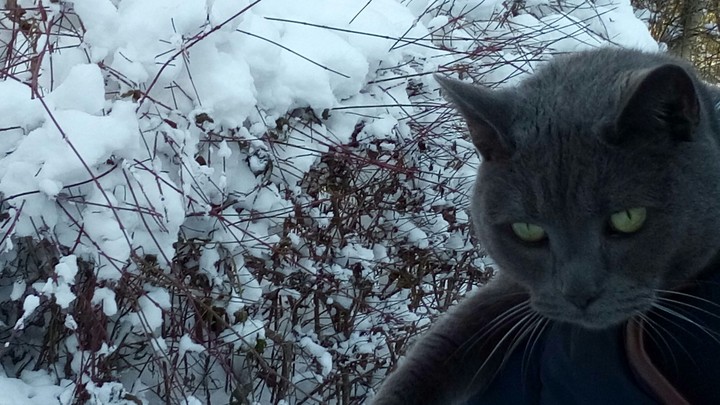 cat and snow
