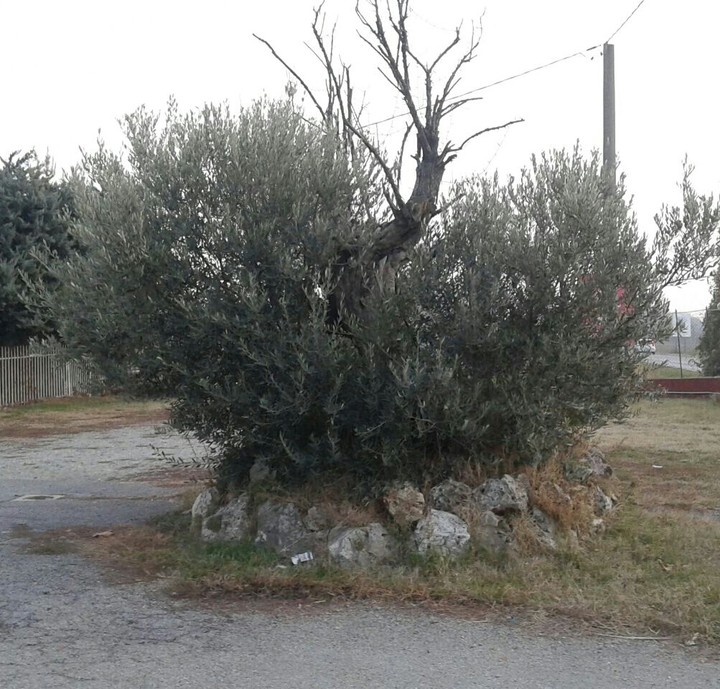albero nano