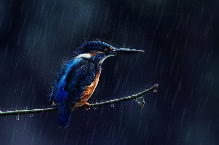oiseau