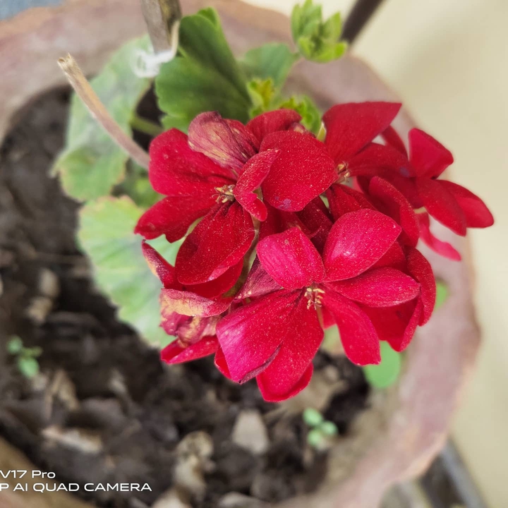 Red Flower