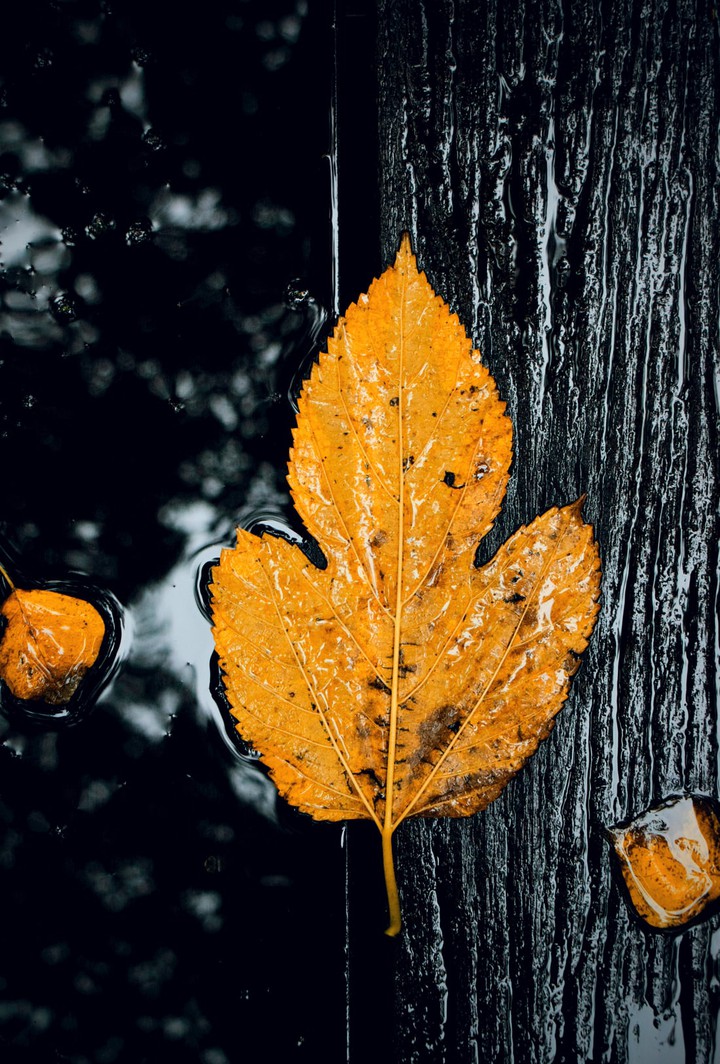 Yellow leaf