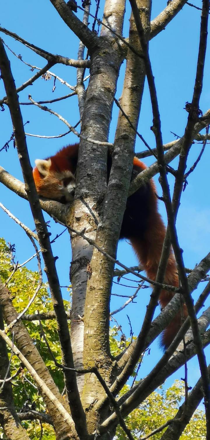 Tiere im Zoo
