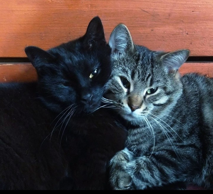 cats