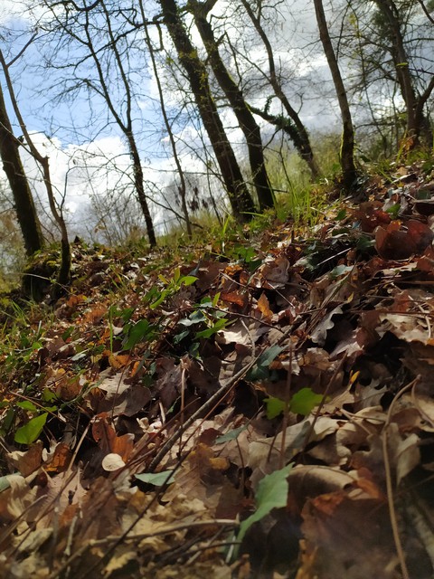 forest