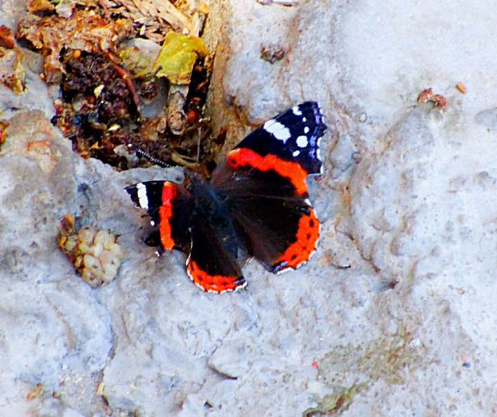 spring butterfly