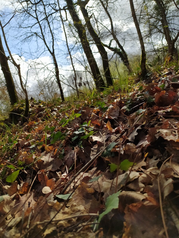 forest