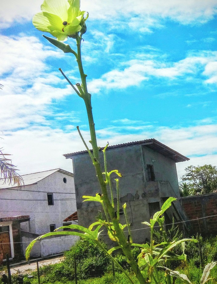 Gamboa do morro.