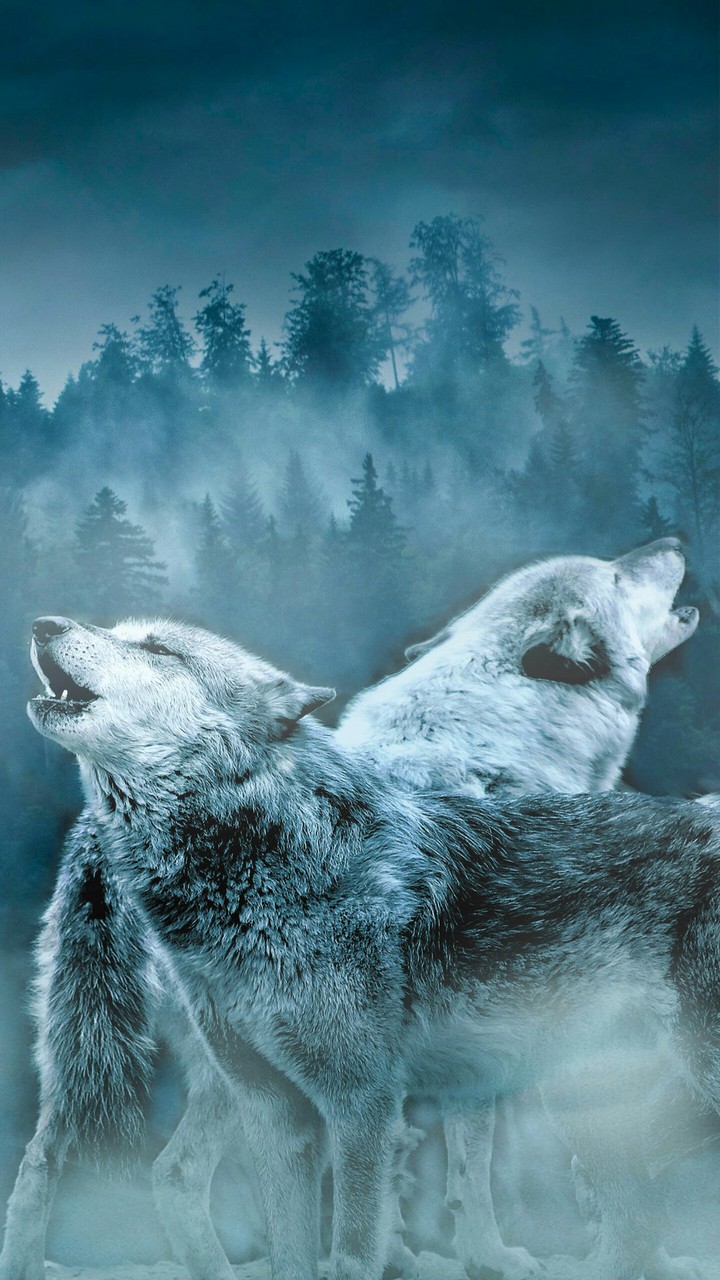 wolfs
