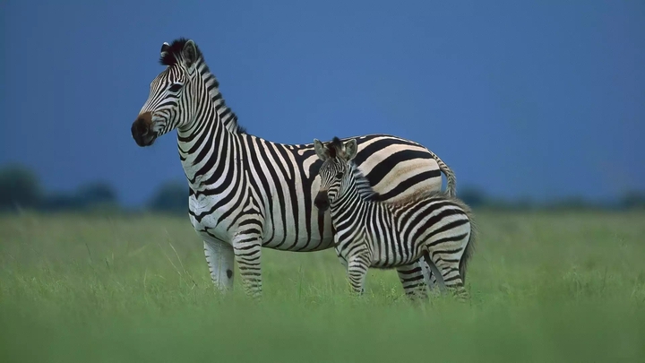 Zebras