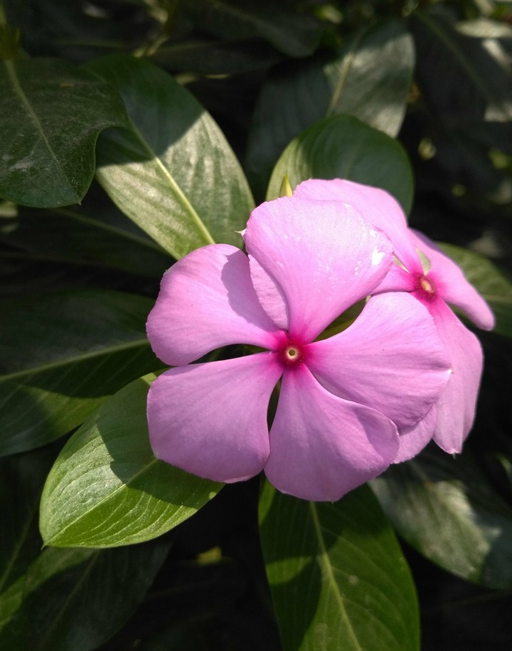 pink